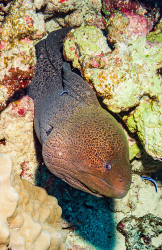 Gymnothorax javanicus