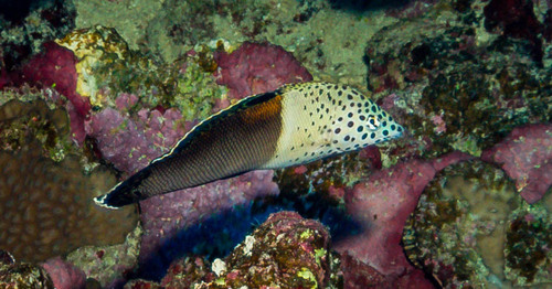Coris aygula