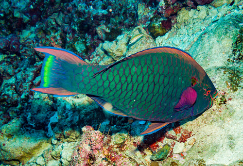 Scarus niger