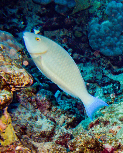 Hipposcarus harid