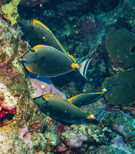 Naso elegans