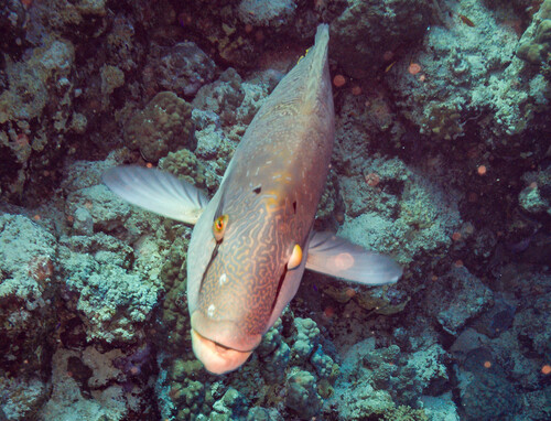 Cheilinus undulatus