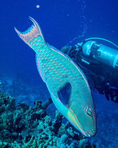 Cetoscarus bicolor