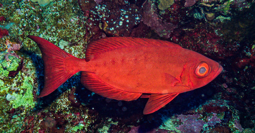 Priacanthus hamrur
