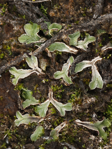 Riccia macallisteri