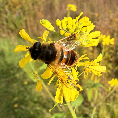 Unknown species found near North St, Burlington, VT, US