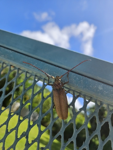 Callipogon proletarius