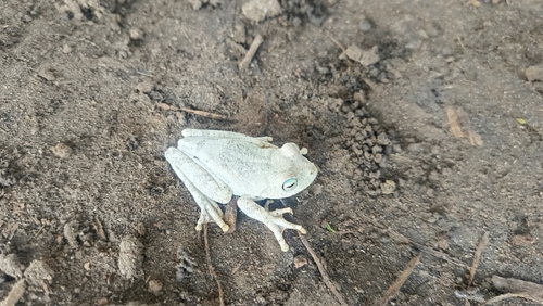 Chirique-Flusse Tree Frog