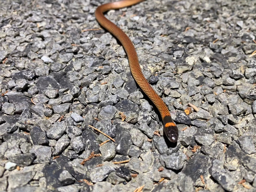 Red-naped Snake sighting