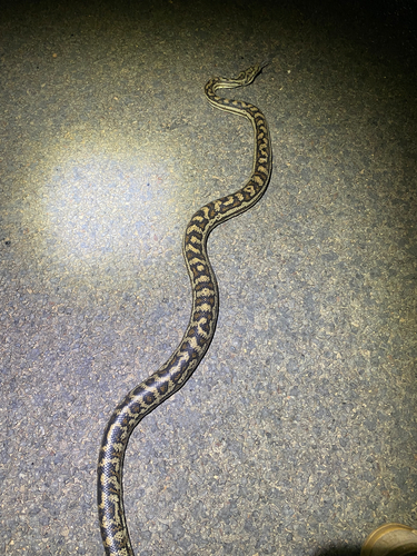 Inland Carpet Python sighting
