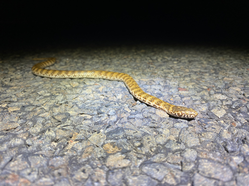 De Vis' Banded Snake sighting