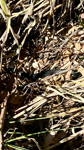Red-bellied Black Snake sighting