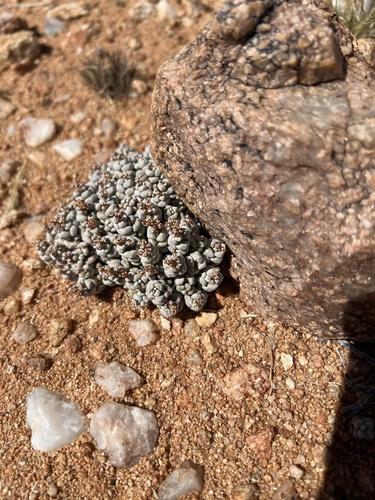 Coral Stonecrop