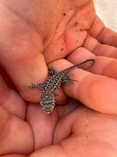 iNaturalist observation photo of Western Fence Lizard