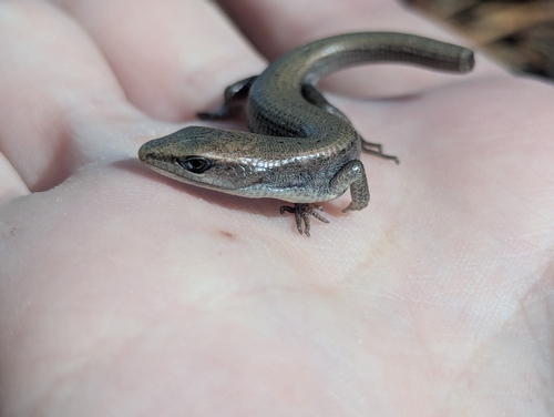 iNaturalist observation photo of Northern Alligator Lizard