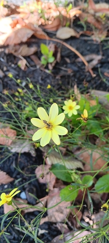 Unknown species found near Glassboro, NJ, USA