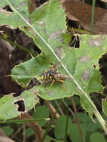Unknown species found near Ithaca, NY, USA