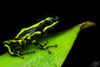 Yellow-bellied Poison Frog - Photo (c) Andrés Mauricio Forero Cano, all rights reserved, uploaded by Andrés Mauricio Forero Cano