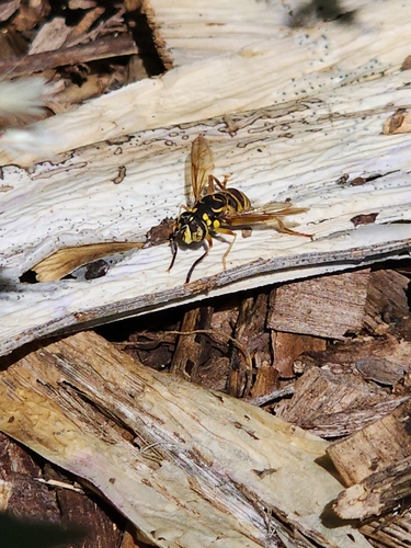 Unknown species found near Taylors, SC, USA