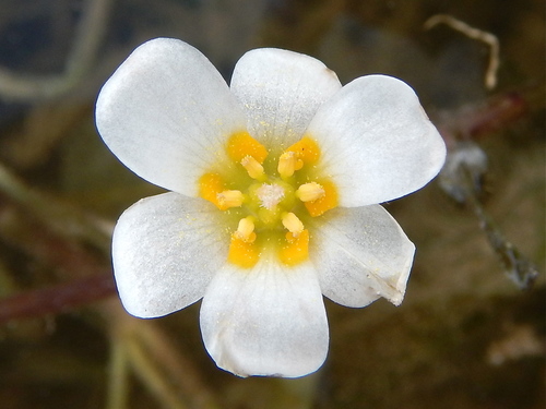 Carolina fanwort (Cabomba caroliniana)