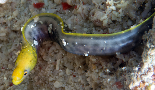 Undulated Moray — seen at this dive site