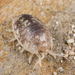 Commando Isopod - Photo (c) Alice Abela, all rights reserved