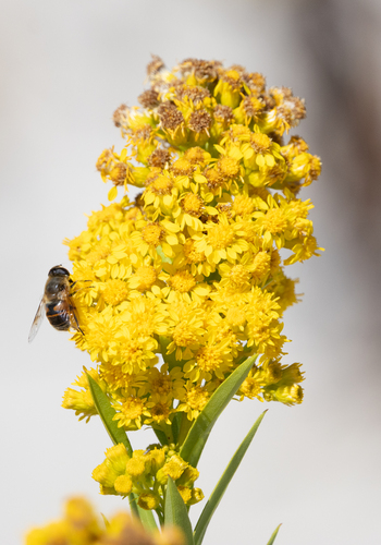 Unknown species found near West Cape May, NJ 08204, USA