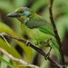 Mountain Barbet - Photo (c) Chien Lee, all rights reserved, uploaded by Chien Lee