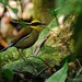 Bornean Banded-Pitta - Photo (c) Chien Lee, all rights reserved, uploaded by Chien Lee