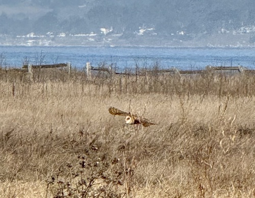 View observation of {o.common_name} on iNaturalist