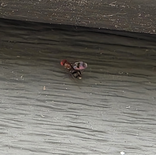 Unknown species found near South Gardiner, ME 04359, USA