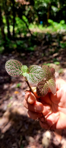 Nerve Plant