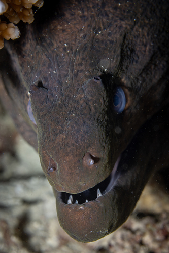 Gymnothorax javanicus