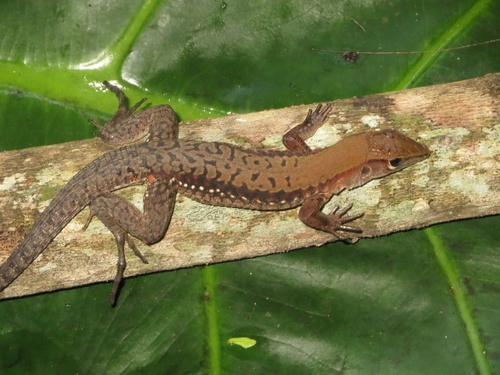 Rainbow Ameiva