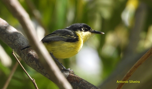 Common Tody-Flycatcher