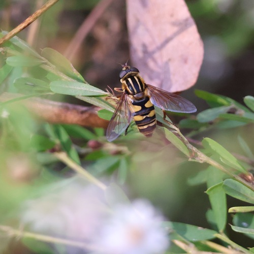 Unknown species found near Cobb County, GA, USA