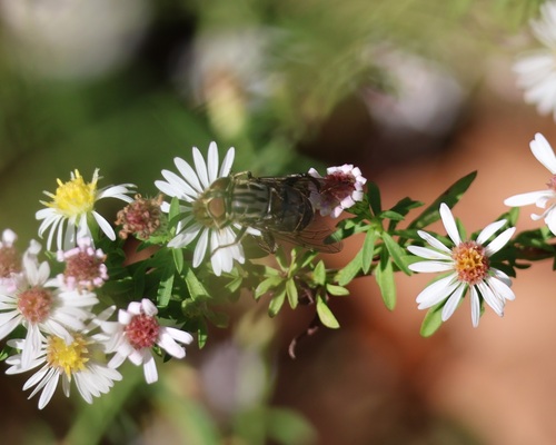 Unknown species found near Cobb County, GA, USA