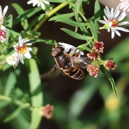 Unknown species found near Cobb County, GA, USA