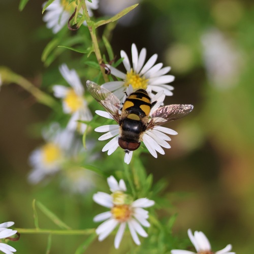 Unknown species found near Cobb County, GA, USA
