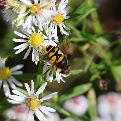 Unknown species found near Cobb County, GA, USA