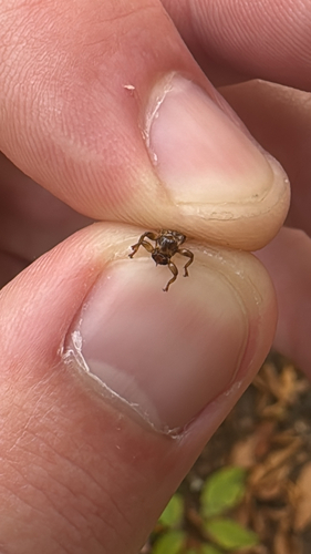 Unknown species found near Windham County, US-VT, Appalachian National Scenic Trail, US