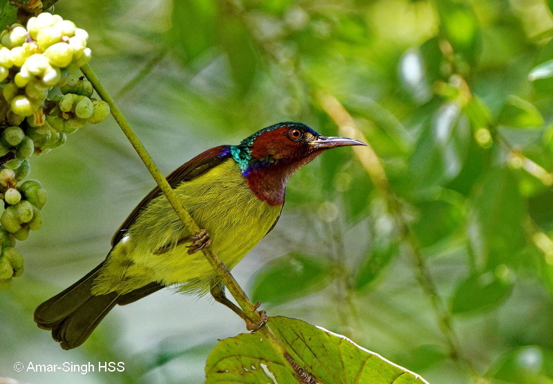 Red-throated Sunbird (Anthreptes rhodolaemus) photo