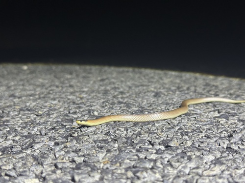 Black-naped Hooded Snake sighting