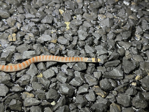 Eastern Shovel-nosed Snake sighting