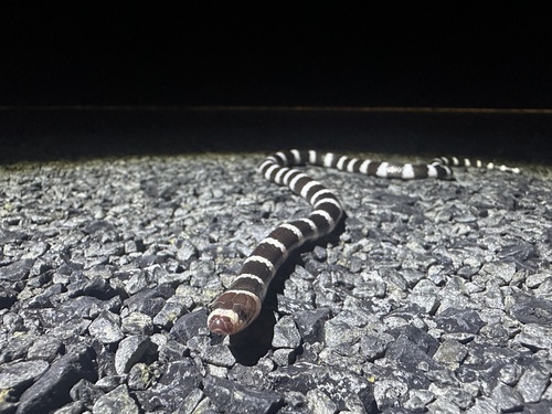 Eastern Bandy Bandy sighting