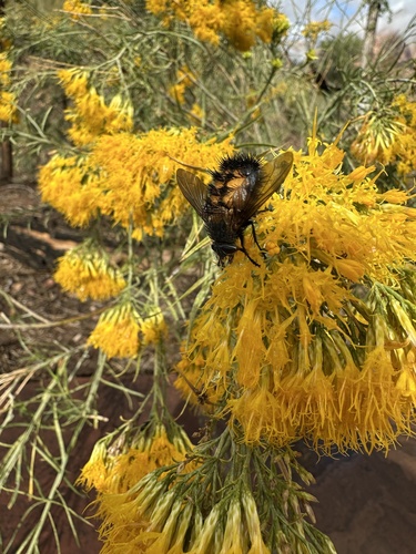 Unknown species found near Zion National Park, Springdale, UT, US