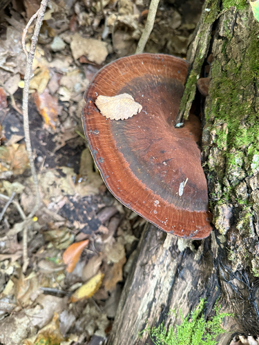Resinous Polypore