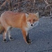 Ezo Red Fox - Photo (c) Aline Horikawa, all rights reserved, uploaded by Aline Horikawa