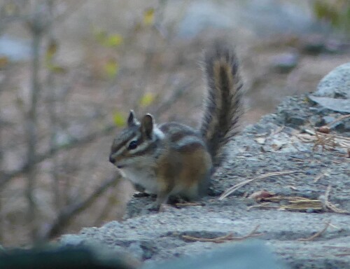 Long-eared Chipmunk observed by allenmfish