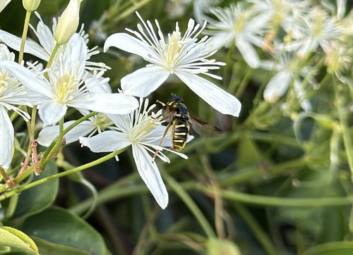 Unknown species found near Harpers Ferry, WV 25425, USA